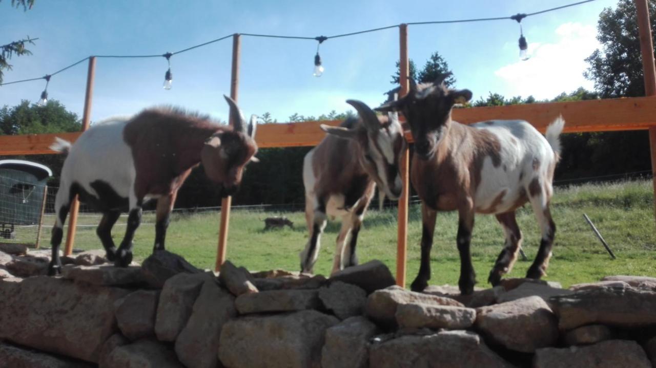 Apartment Zurück Zur - Urlaub Im Zirkuswagen, Sommeratelier Oder Tipi
